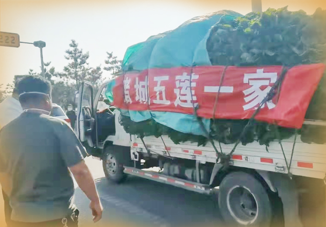 潍坊爱心人士送十吨蔬菜支援五莲