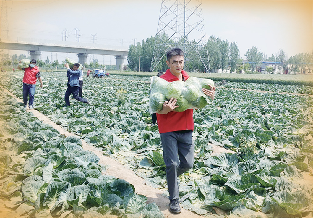 滞销的150余亩卷心菜有着落了