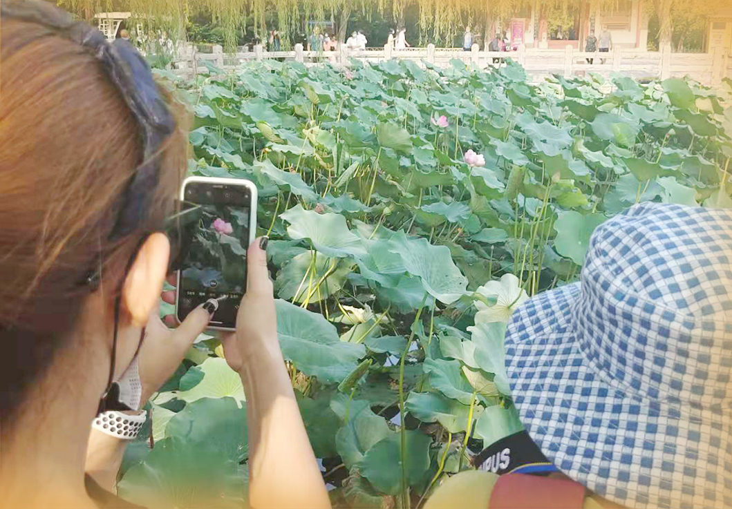 济南大明湖再现并蒂莲