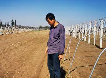 本报记者深入产地调查  出苗困难 恐要复种