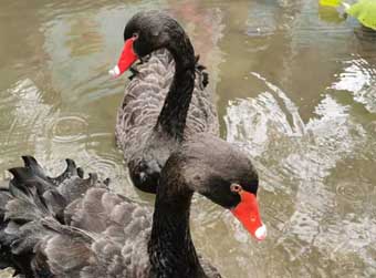 济南百花洲网红黑天鹅“乖乖”走丢