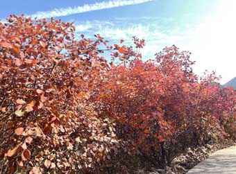 赏红叶,这份“打卡地”攻略请收好