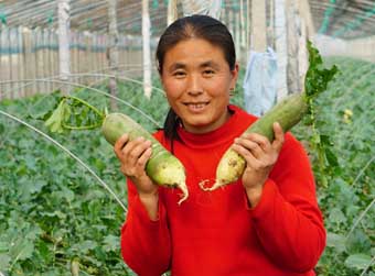 潍县萝卜的“脆甜”产业路