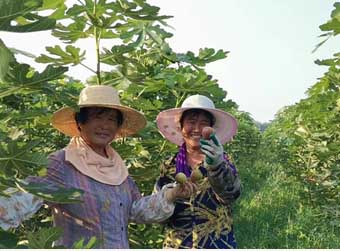 从“无果村”到水果特色产业镇