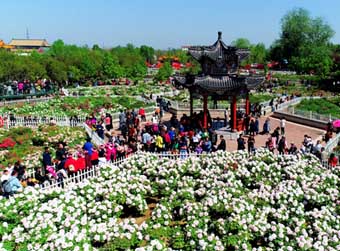 牡丹绽放“产业花”