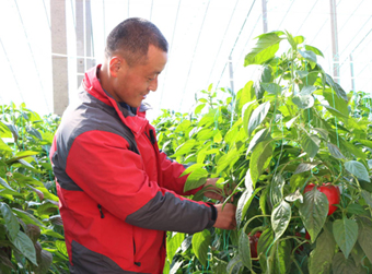 山东寿光有个“明星村”“小彩椒”种出“大骄傲”