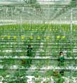 农行潍坊寿光支行 助力打造中国蔬菜种业“硅谷”