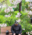 泉城樱花季，来了