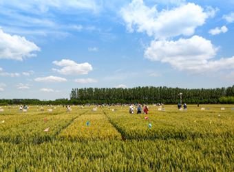 夏粮好“丰”景