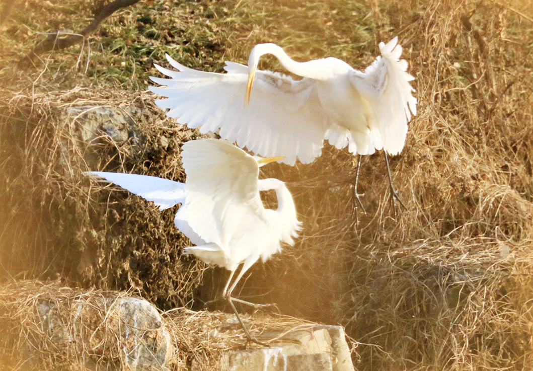一城白鹭 入画来