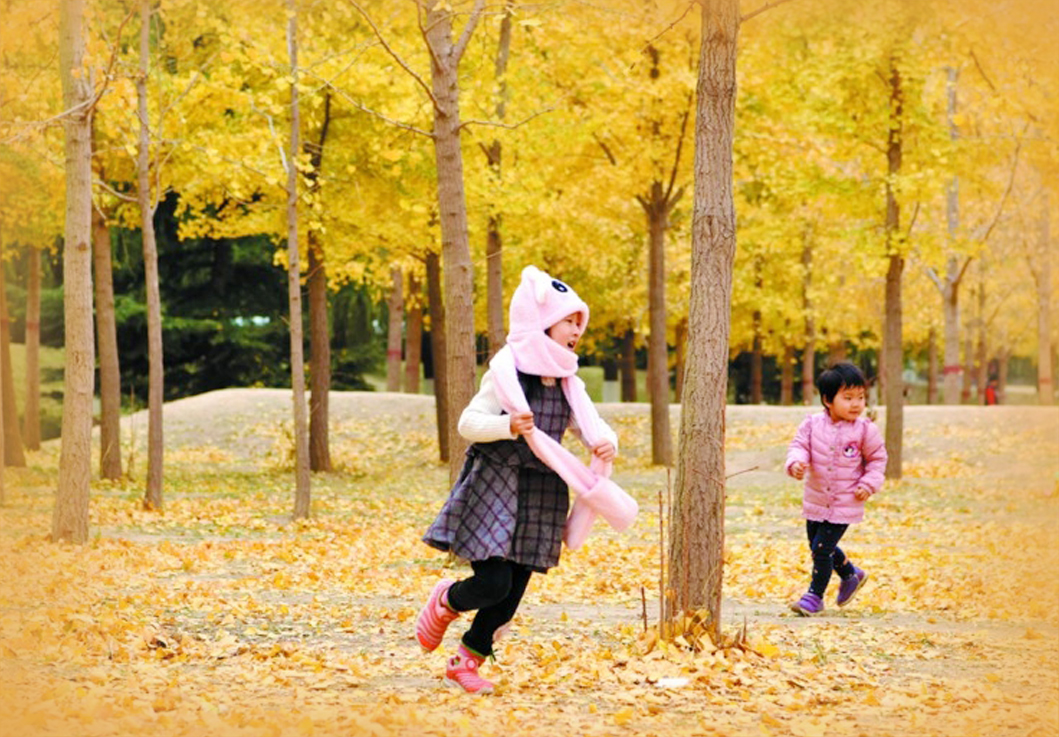 黄河岸边有“金毯”