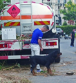 女俩遭禁养犬撕咬半小时 八岁女儿多处伤口深可见骨