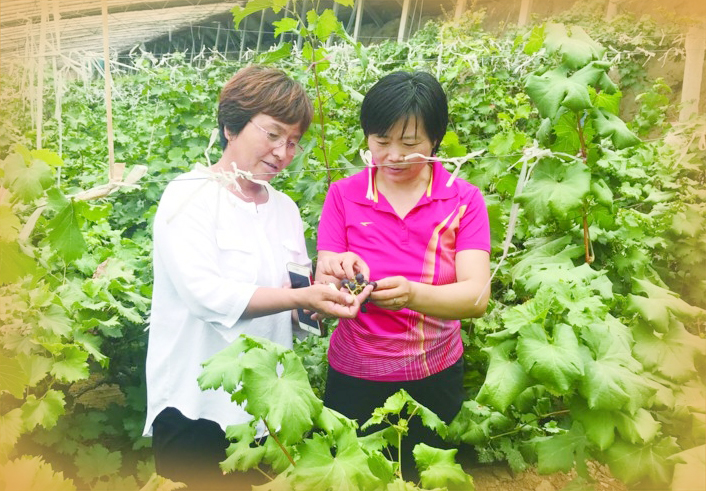 小葡萄结出大产业