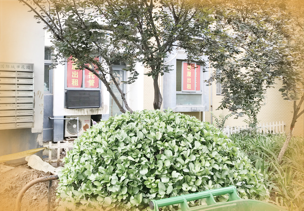 边收边欠“套路租”坑了谁?