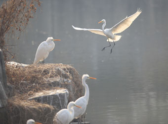 白鹭入“城”