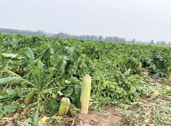 20吨萝卜欲援湖北,急寻爱心“传递人”