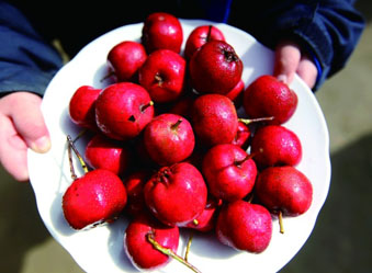 难出山的“小红果”