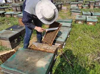 “蜂”回路转,这份甜蜜来之不易