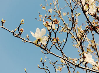 花样春光 别来无恙