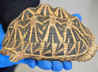 山东严打破坏野生动物资源违法犯罪