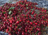 泉水樱桃“红了”